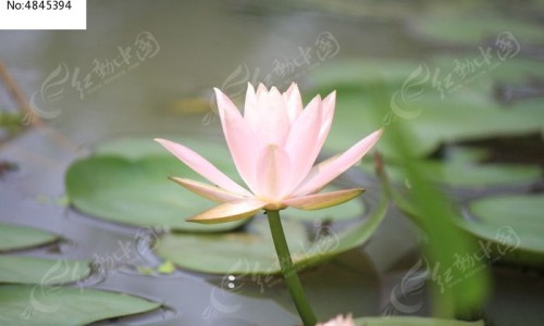 脸上晒伤长痘痘用什么药-权威脸晒伤了长红痘痘平台,分享专业脸上晒伤长痘痘用什么药知识_脸上晒伤长痘痘网